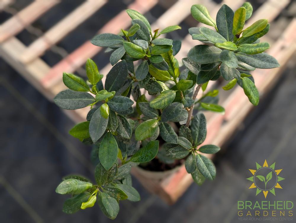 Green Island Ficus Tree