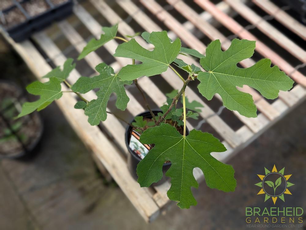 Ficus Fignomenal Cold Hardy Fig