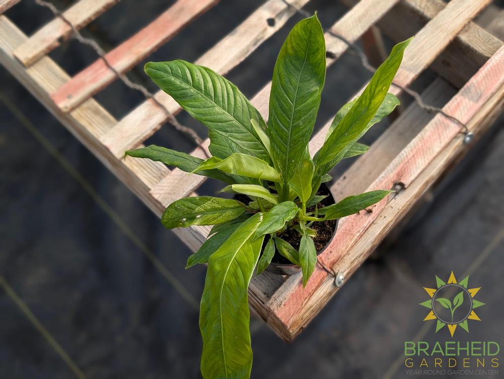 buy philodendron online canada Buy Philodendron Narrow Green (Tiger tooth) online in Canada – Braeheid Gardens Ltd