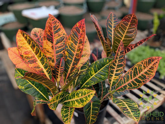 Large Croton Petra Bush - NO SHIP -