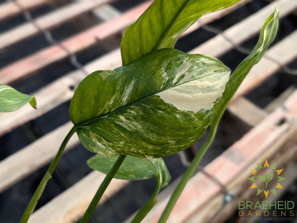 Monstera Lechleriana Variegated – Braeheid Gardens Ltd.