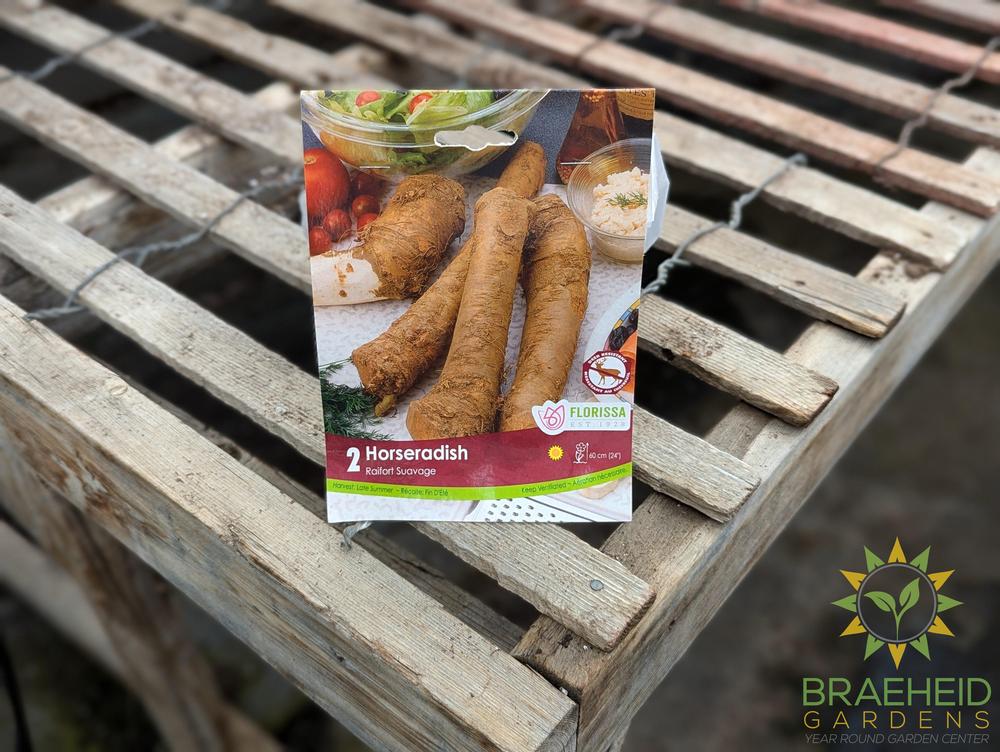 Horseradish root