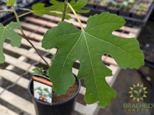 Ficus Fignomenal Cold Hardy Fig