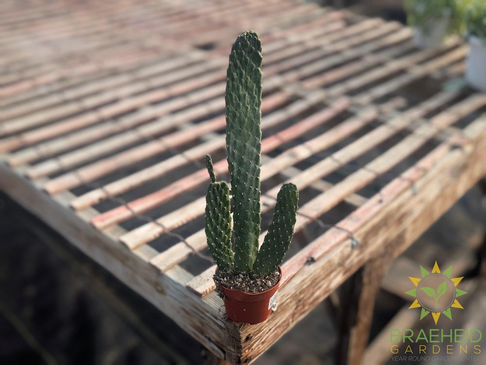 Euphorbia Cowboy Cactus - NO SHIP