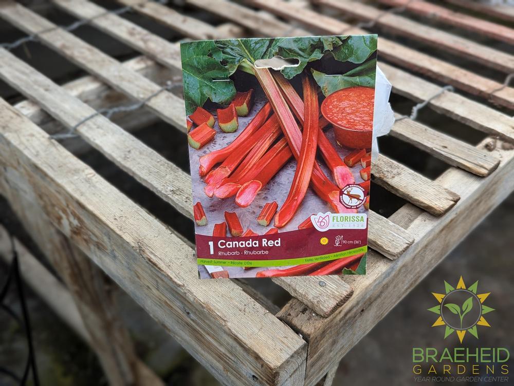 Rhubarb Canada Red Root