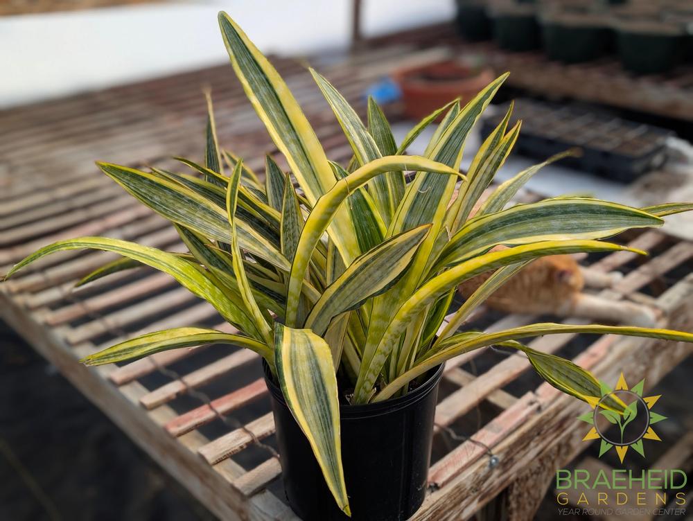Sansevieria Lauren - NO SHIP -