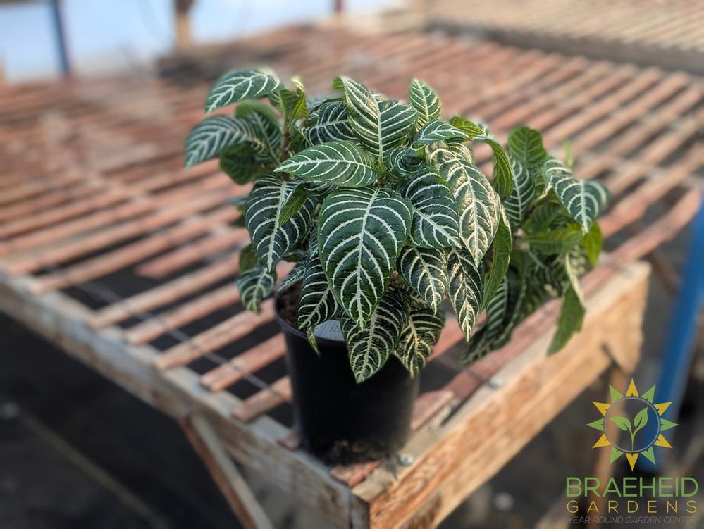 Large zebra plant - NO SHIP -