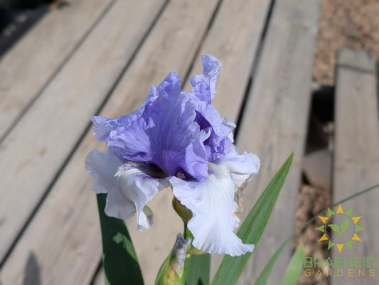 Bearded Iris Wintry Sky