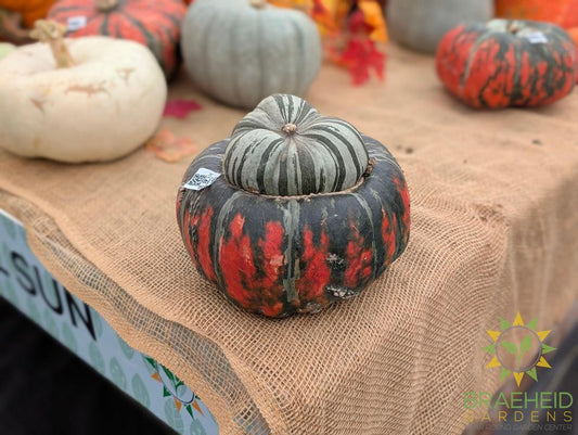 Dragon Fire Specialty Pumpkins - NO SHIP -