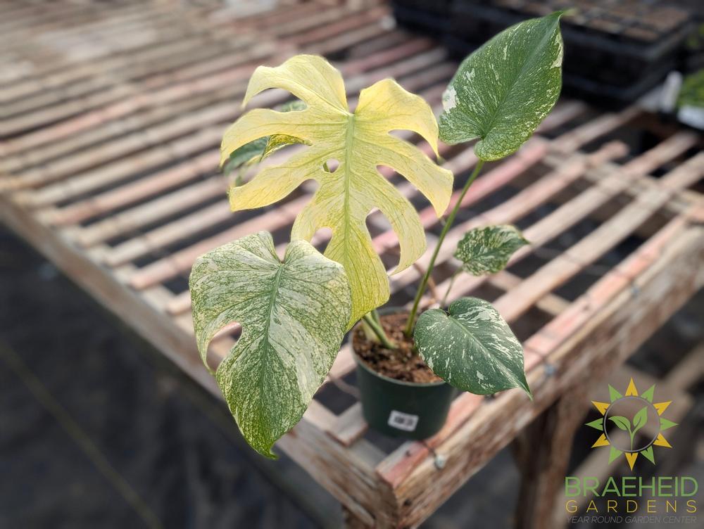 Monstera Mint Variegated