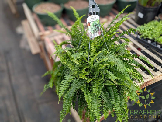 Boston Fern Nevada - Hanging Basket