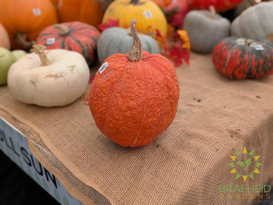 Warty Sunset Specialty Pumpkins - NO SHIP -