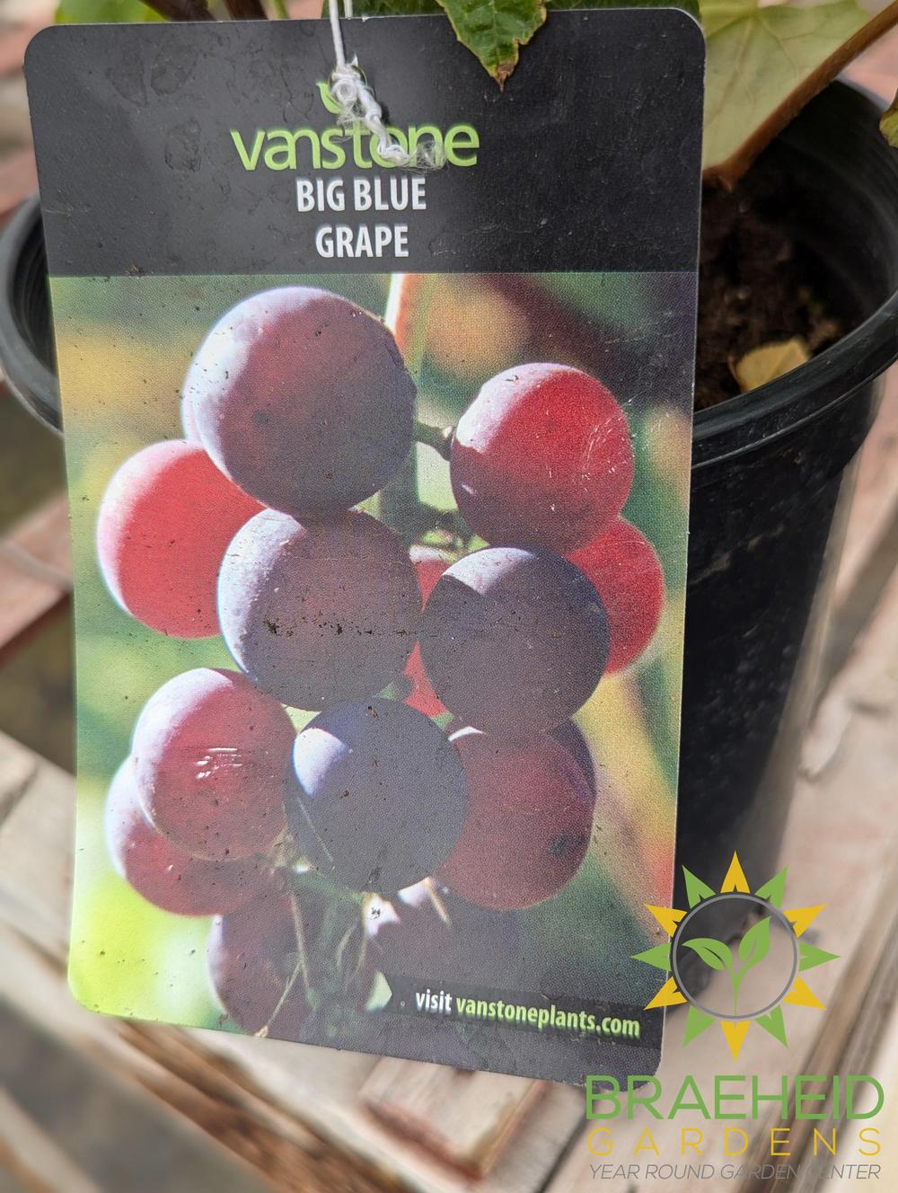 🍇🍺 Wine & Beer Backyard Starter Kit – Auction #7