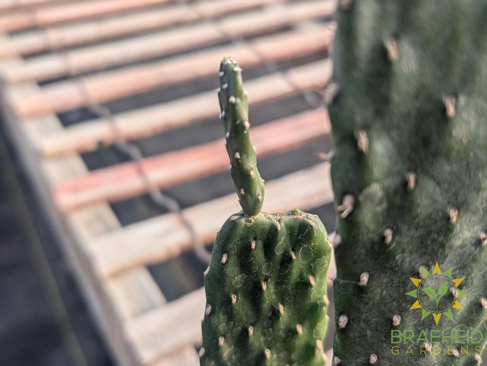Euphorbia Cowboy Cactus - NO SHIP -