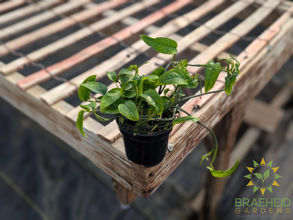 Skeleton Key Pothos