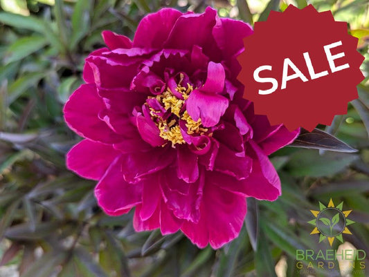 Karl Rosenfield Peony - NO SHIP -