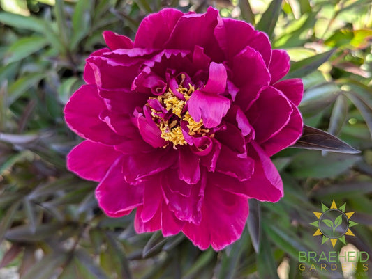 Karl Rosenfield Peony - NO SHIP -