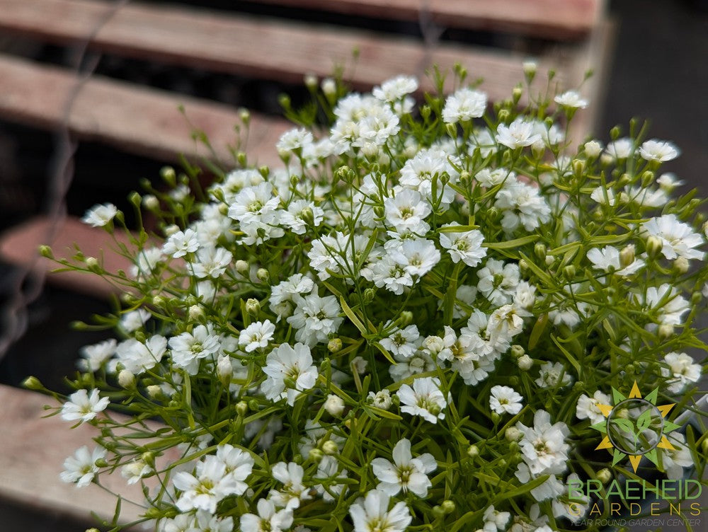 Gypsophila 'Gypsy White' - NO SHIP -