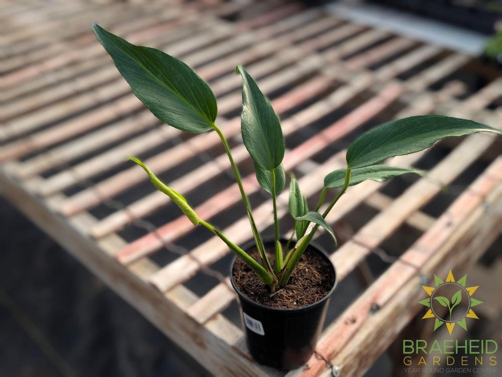Philodendron Burle Marx Flame