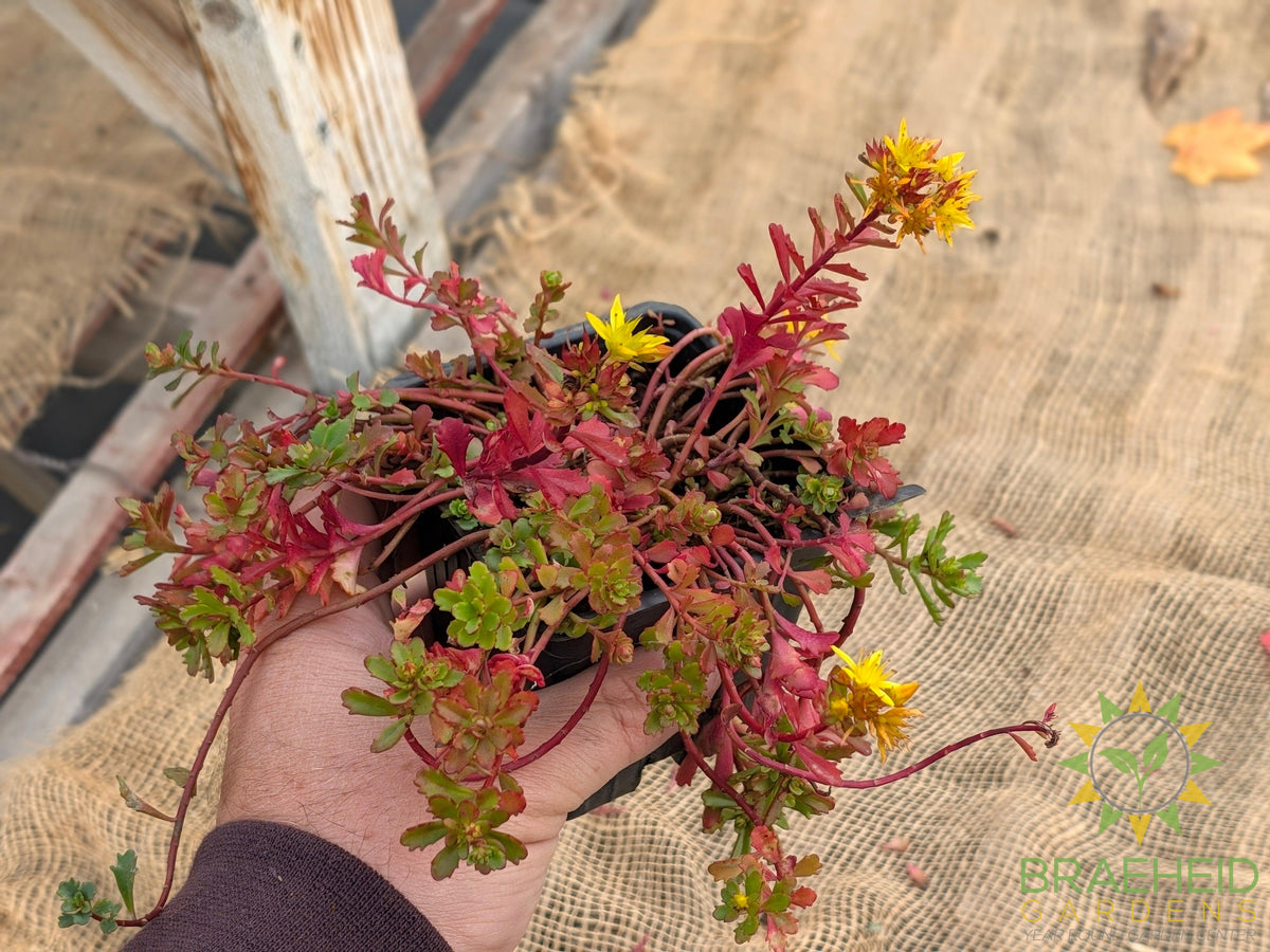 Brite Gold Sedum
