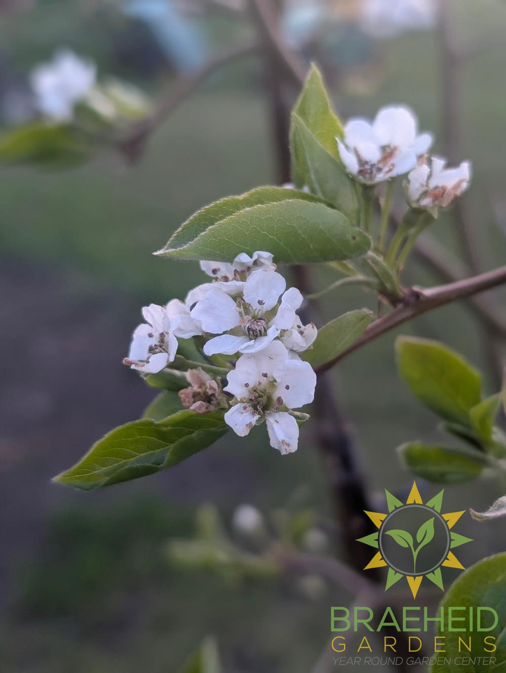 Early Gold Pear