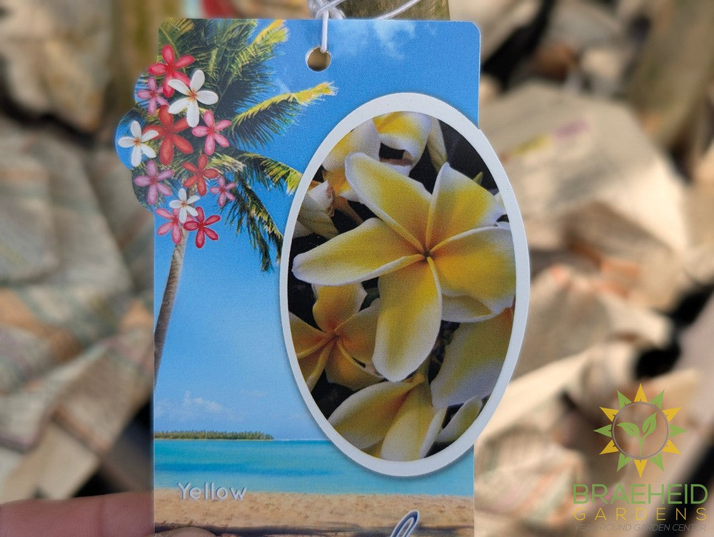 Plumeria Yellow