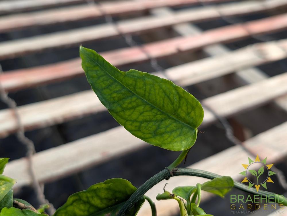 Skeleton Key Pothos