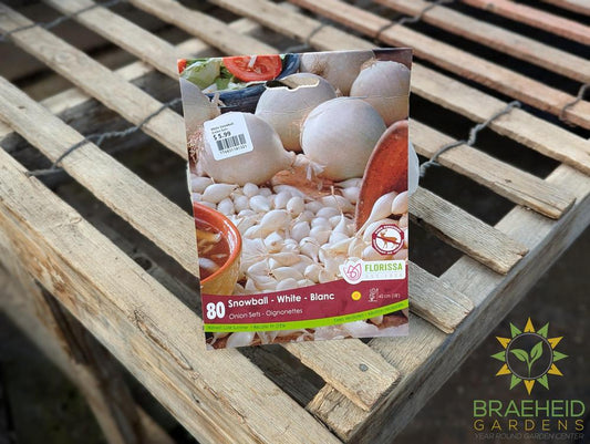 White Snowball Onion Sets