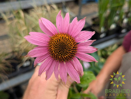 Echinacea purpurea 'Prairie Splendor' - NO SHIP -