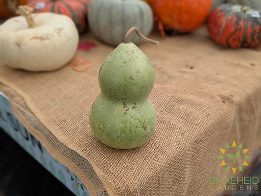 Specialty Gourds - NO SHIP