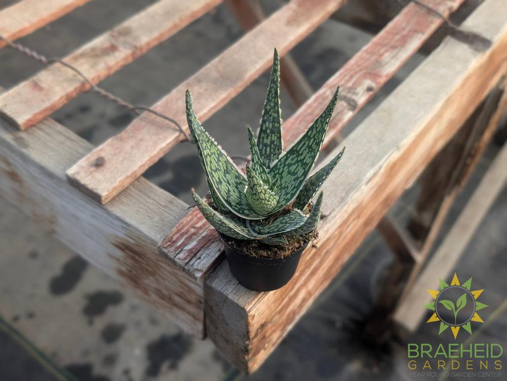 Aloe White Fox