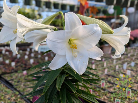 Easter Lily