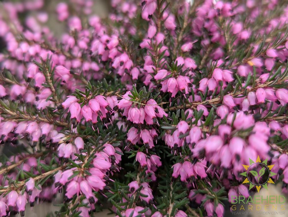 Winter Heather
