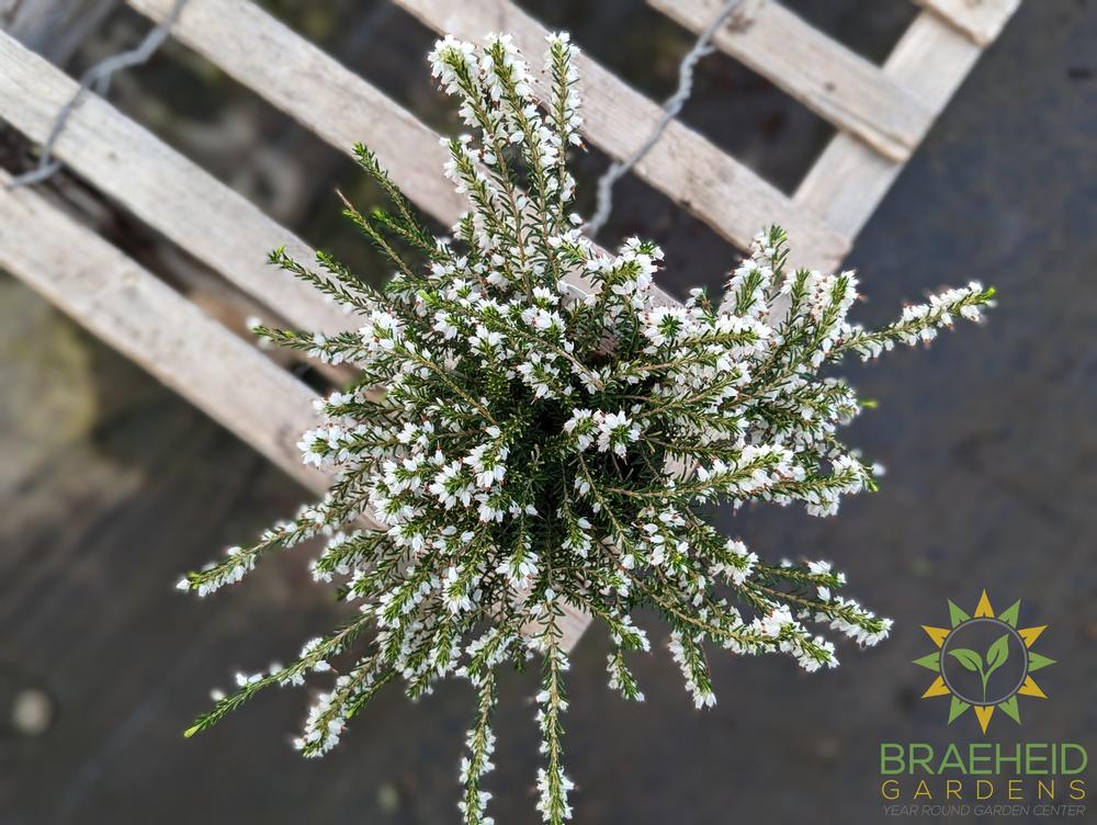 Winter Heather