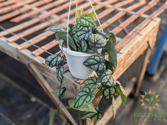 Piper Sylvaticum Hanging Basket