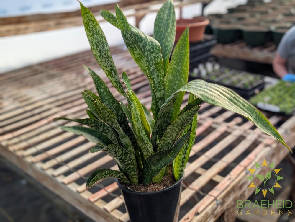Sansevieria Jaboa