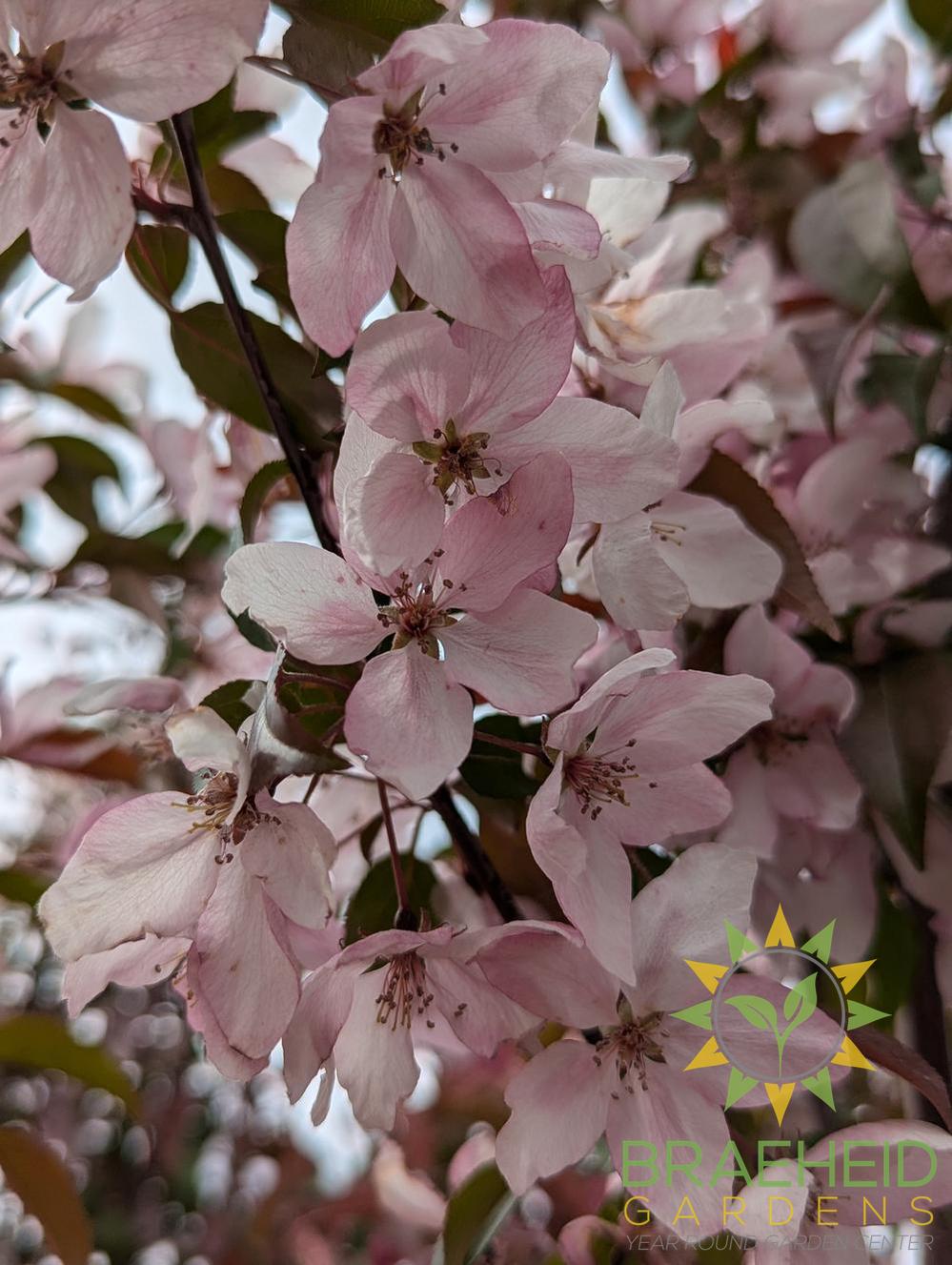 Pink Spires Flowering Crabapple