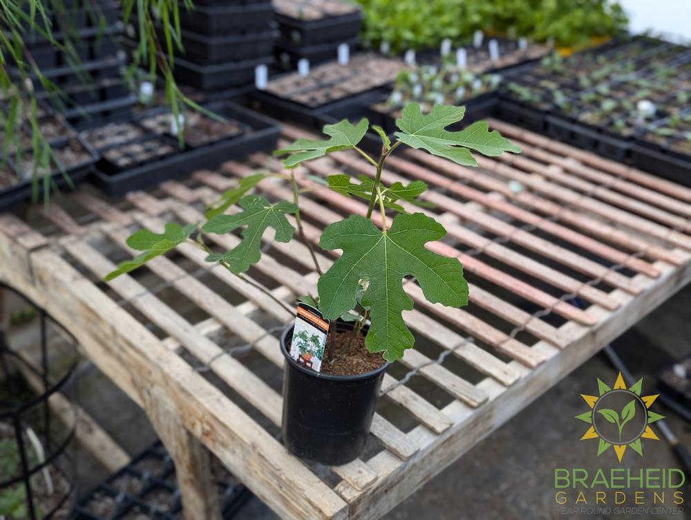 Ficus Fignomenal Cold Hardy Fig