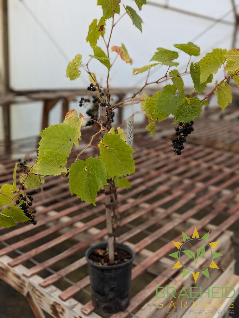 Buy Marquette Grape Ivy an Vine in Grande Prairie Alberta - Braeheid Gardens Ltd.