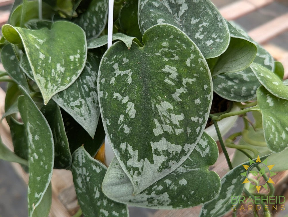 Silvery Ann Pothos Hanging Basket (Scindapsus Pictus Silvery Ann)