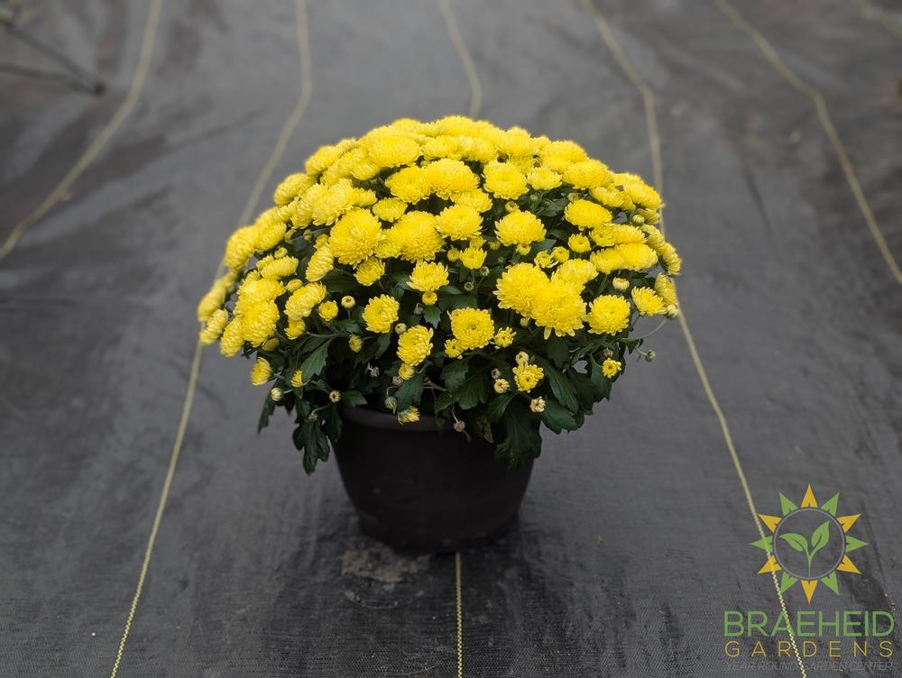 Fall Mums - assorted colors