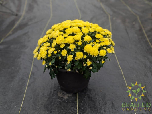 Fall Mums - assorted colors