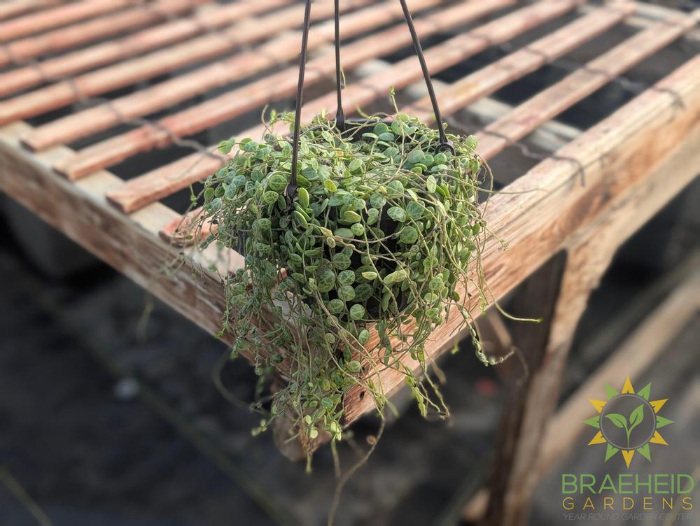 String of Turtles Hanging Basket