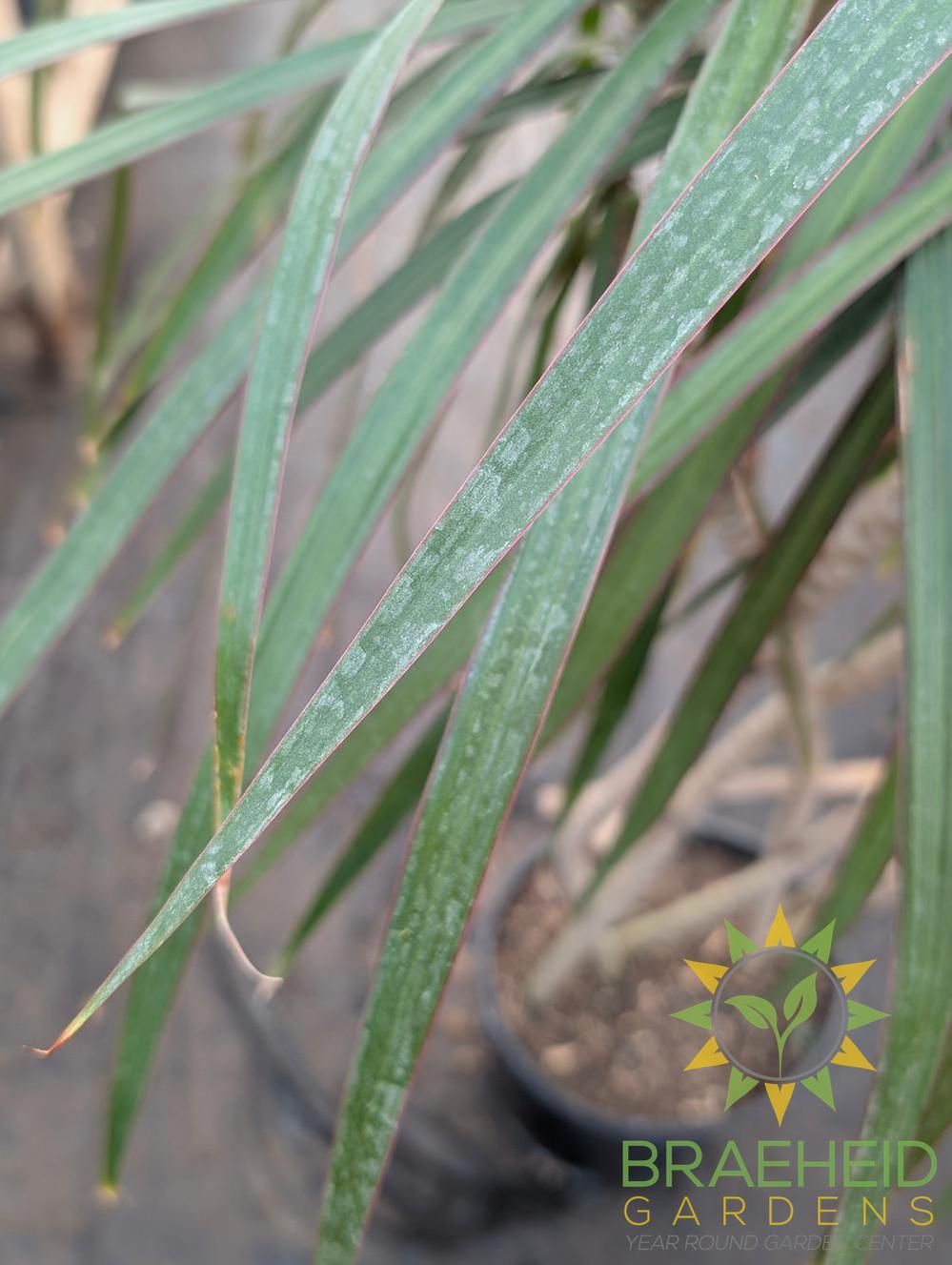 dracaena marginata zulu weave Large Dracaena Marginata - Zulu Weave
