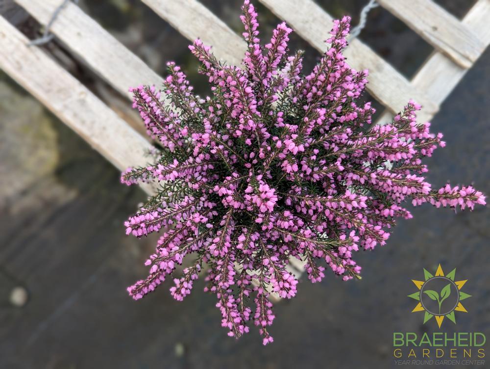 Winter Heather