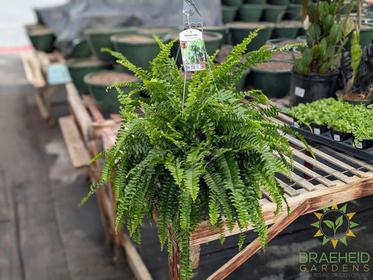 Boston Fern Nevada - Hanging Basket