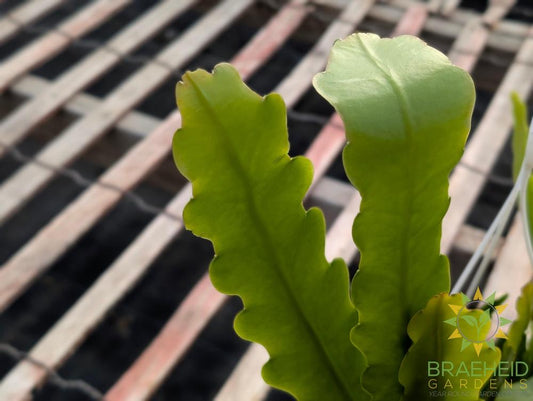 Epiphyllum Beavertail Hanging Basket