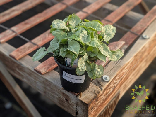 Syngonium Pixie White