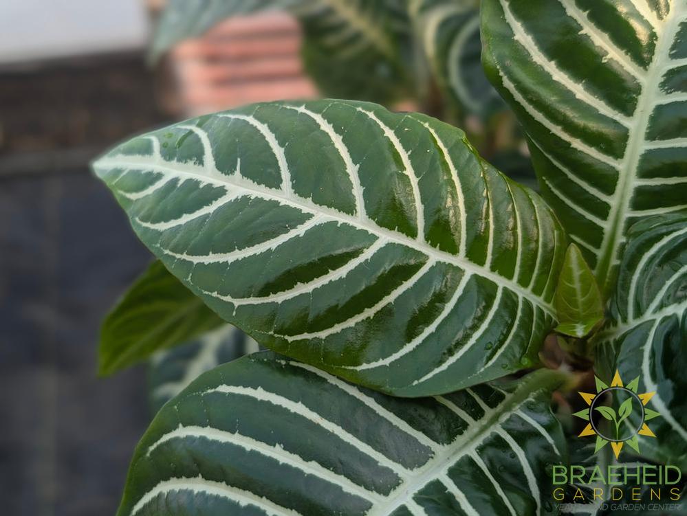 Large zebra plant - NO SHIP -