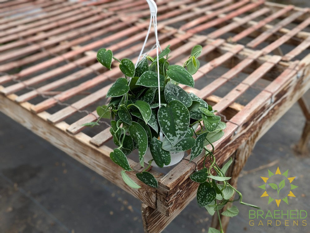 Silvery Ann Pothos Hanging Basket (Scindapsus Pictus Silvery Ann)